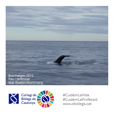 Bioimatges - Cetacis: balenes dofins