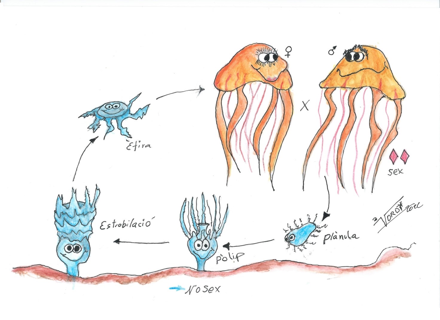 Cicle de vida meduses - plàncton gelatinós