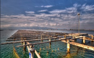 Peix musclera, musclos, seguretat alimentaria, aquicultura agroalimentari