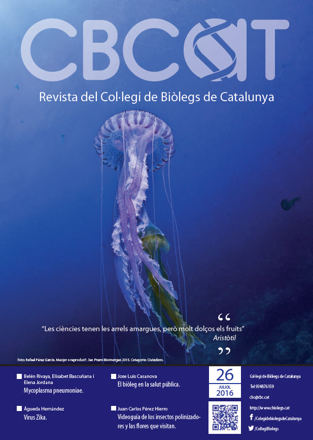 cbcat 26
