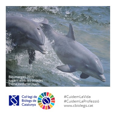 Bioimatges - Cetacis: balenes dofins