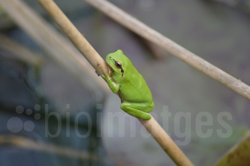 Bioimatges 2025 La Reineta