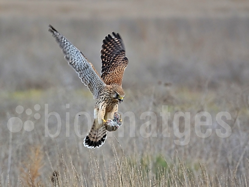 El Cicle de la Vida Bioimatges 2025