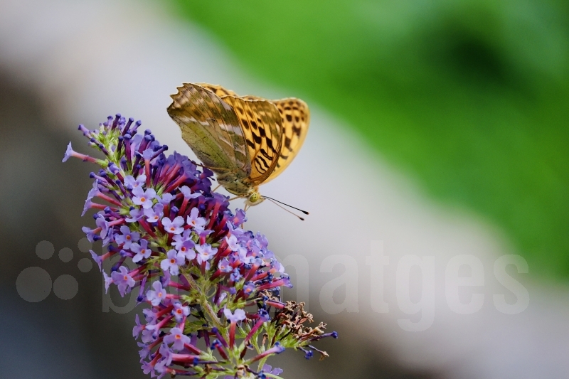 bioimatges 2025 client d'una flor