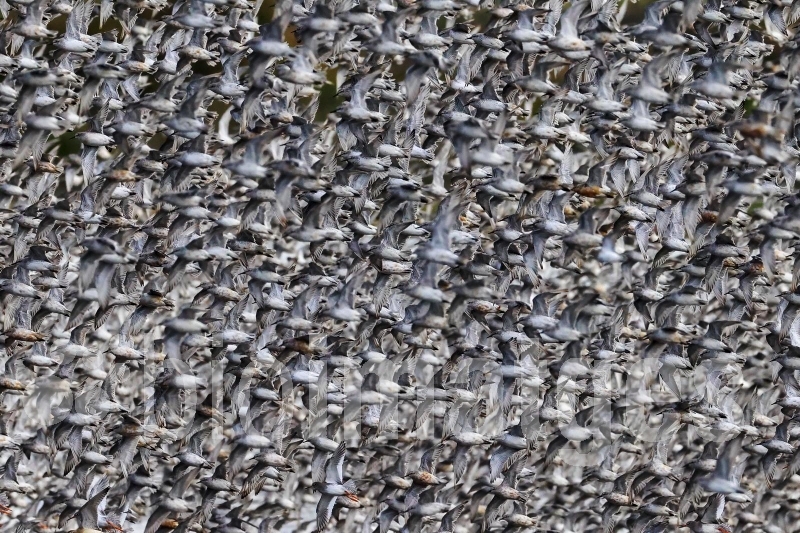 Bioimatges 2025 L’orde del caos