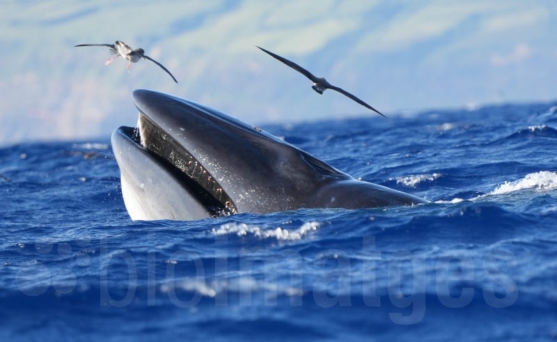 Bioimatges 2025 Banquet de peix