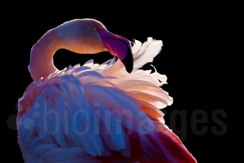 Un entre un milió Bioimatges 2025