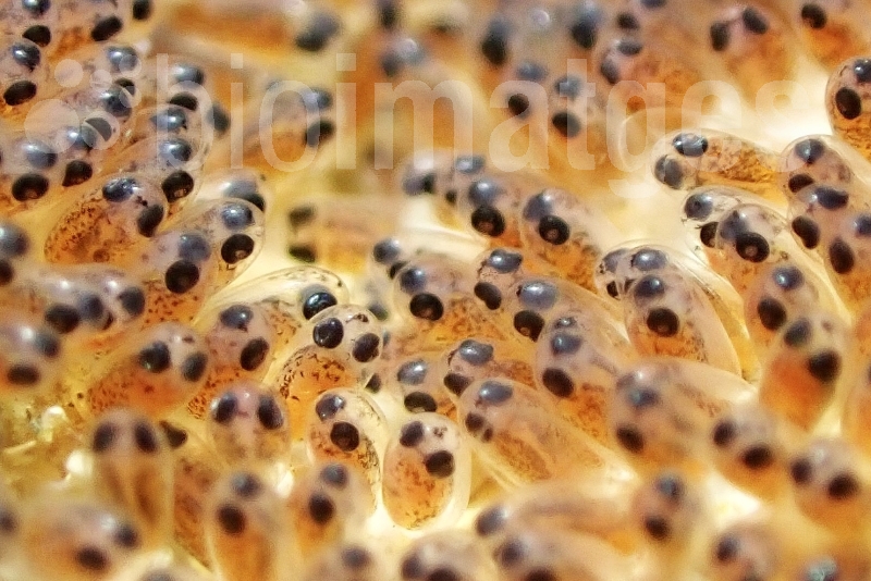 Premi subaquàtica Mirades abans de néixer. Bioimatges 2025