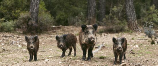 Comunicat CGCOB pesta porcina africana ppa