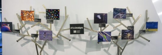 Bioimatges 2025 estructura