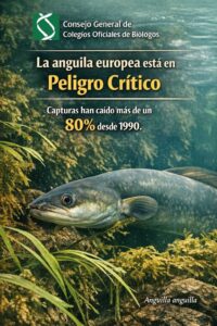 Comunicat CGCOB anguila europea