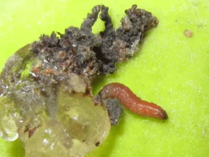 IRRA biòlegs sector agroalimentari vegetal biologia