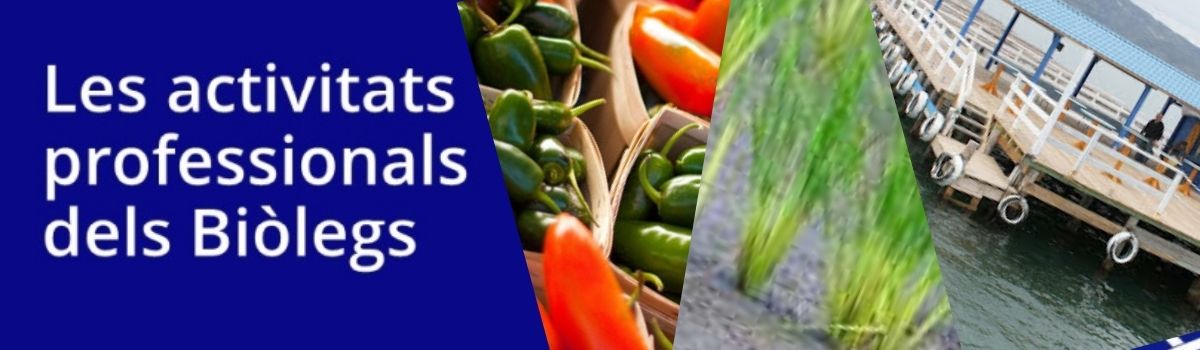 sector agroalimentari agricultura pesca aqüicultura
